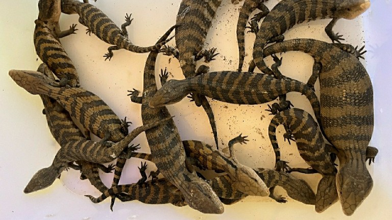 Penyelundupan Reptil