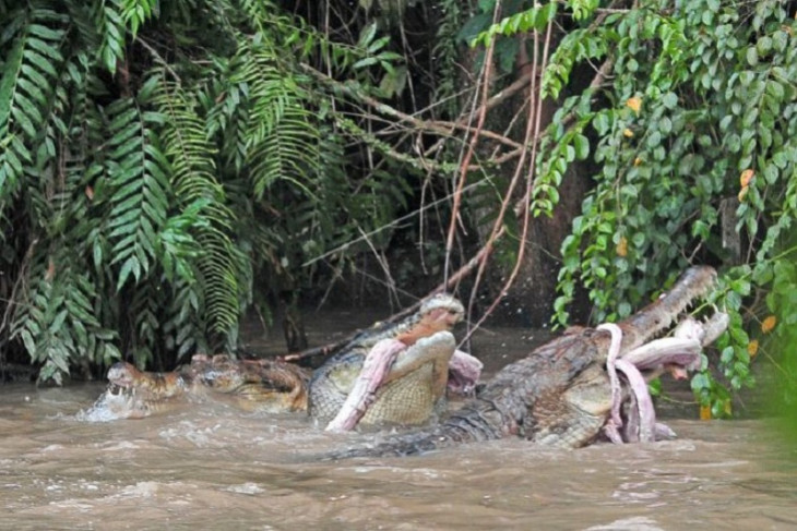 Buaya Milik PT PJK