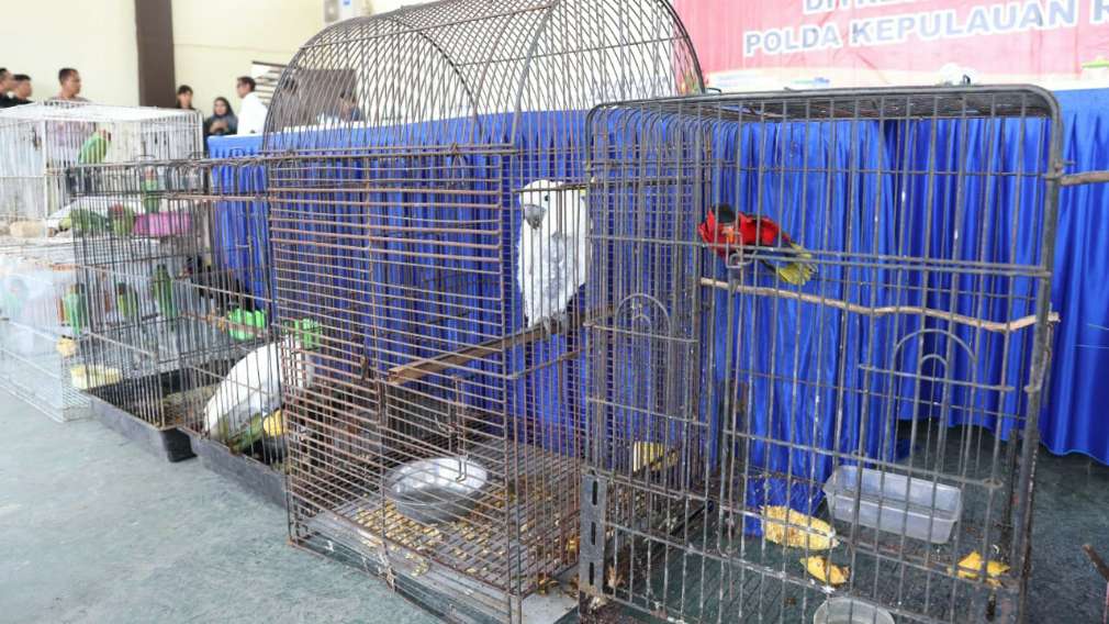 Satwa selundupan Kepri